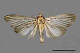 ǦW:Tyspanodes hypsalis