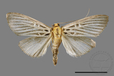 ǦW:Tyspanodes hypsalis