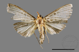 ǦW:Tyspanodes hypsalis