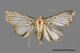 ǦW:Tyspanodes hypsalis