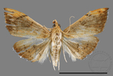 ǦW:Hyalobathra coenostolalis