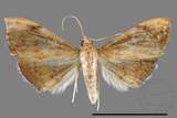 ǦW:Hyalobathra coenostolalis