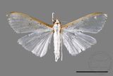 ئW:ŲwCrambidae