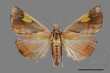 ǦW:Orybina flaviplaga