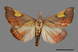 ǦW:Orybina flaviplaga