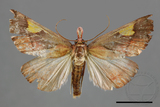 ǦW:Orybina flaviplaga