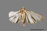 ǦW:Tyspanodes hypsalis