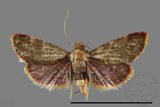 ǦW:Hypsopygia mauritialis