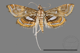 ǦW:Paracymoriza cataclystalis