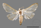 ǦW:Cirrhochrista spissalis