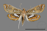 ǦW:Paracymoriza cataclystalis