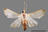 ǦW:Cirrhochrista spissalis