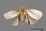 ǦW:Pyralinae sp.