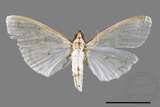 ئW:ŲwCrambidae