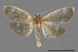 ئW:ŲwCrambidae