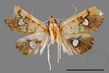 ǦW:Nosophora semitritalis