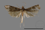 ǦW:Paracymoriza nigra