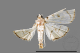 ǦW:Pycnarmon marginalis