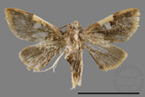 ǦW:Callibotys carapina