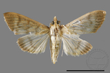 ئW:ŲwCrambidae