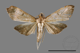 ئW:ŲwCrambidae