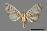 ǦW:Tyspanodes hypsalis