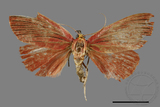 ǦW:Arctioblepsis rubida