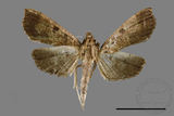 ǦW:Ceratarcha umbrosa