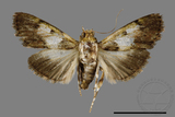 ǦW:Teliphasa albifusa