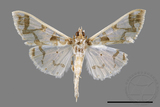 ǦW:Polythlipta divaricata