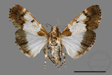 ǦW:Teliphasa albifusa