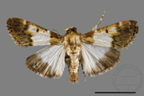 ǦW:Teliphasa albifusa