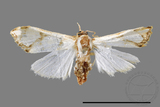 ǦW:Cirrhochrista fuscusa