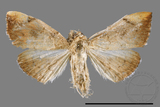 ǦW:Hyalobathra coenostolalis