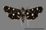 ǦW:Bocchoris inspersalis