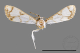 ئW:ŲwCrambidae