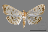 ǦW:Haritalodes derogatus