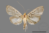 ǦW:Tyspanodes hypsalis