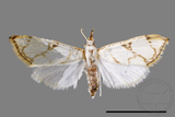 ǦW:Cirrhochrista fuscusa