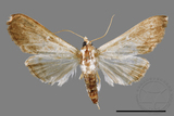 ǦW:Cirrhochrista spissalis