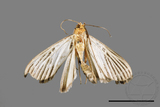 ǦW:Tyspanodes hypsalis