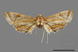 ǦW:Eoophyla gibbosalis