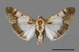 ǦW:Teliphasa albifusa