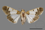 ǦW:Teliphasa albifusa