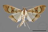 ǦW:Glyphodes chilka