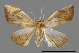 ǦW:Hyalobathra coenostolalis