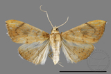 ǦW:Hyalobathra coenostolalis