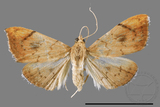 ǦW:Hyalobathra coenostolalis