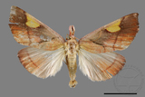 ǦW:Orybina flaviplaga