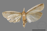 ئW:ŲwCrambidae